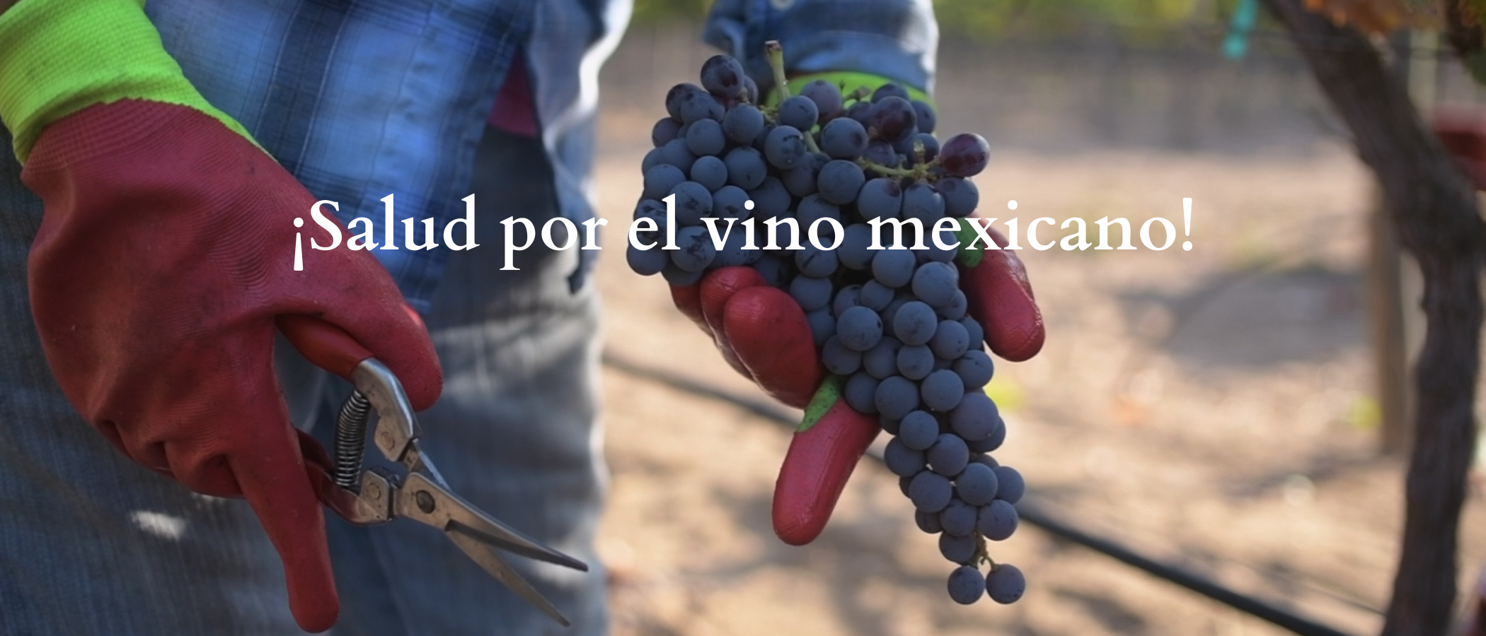 Salud por el vino mexicano